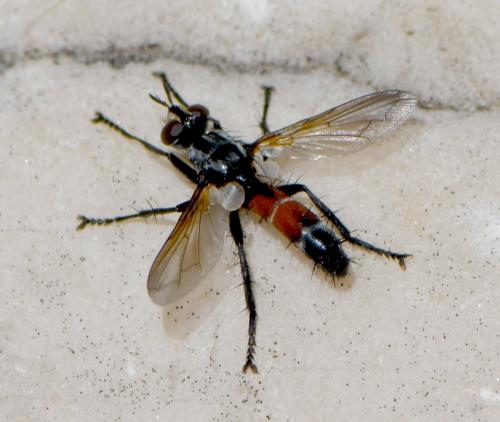 Cylindromyia sp.
